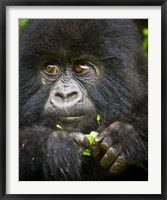 Framed Rwanda, Volcanoes NP, Close up of a Mountain Gorilla