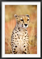 Framed Sitting Cheetah at Africa Project, Namibia