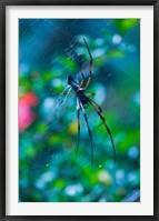 Framed Seychelles, Praslin, Vallee de Mai NP, Palm Spider