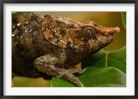 Framed Short-horned chameleon lizard, MADAGASCAR.