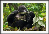 Framed Rwanda, Blackback Mountain Gorilla, Buffalo Wall