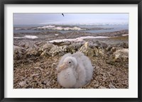 Framed Southern giant petrel bird, Antarctic Peninsula