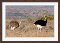 Framed South Africa, Kwandwe. Southern Ostriches in Kwandwe Game Reserve.