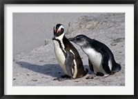 Framed Two African Penguins