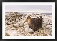 Framed Southern giant petrel nest, Antarctic Peninsula