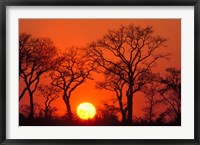 Framed South Africa, Kruger NP, Trees silhouetted at sunset