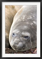 Framed Southern Elephant Seals, Antarctica