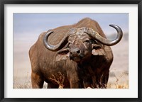 Framed Tanzania, Ngorongoro Crater. African Buffalo wildlife