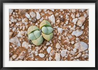 Framed Succulents, quartz, Cape Province, South Africa