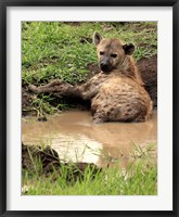 Framed Spotted Hyaena, wildlife, Hluhulwe GR, South Africa