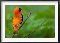 Framed Southern red bishop, Serengeti National Park, Tanzania