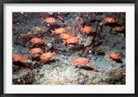 Framed Squirrel Fish, Astove Island, Seychelles, Africa