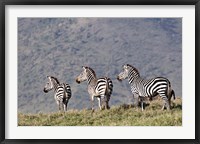 Framed Three Zebras Watch a Lion Approach, Tanzania