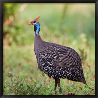 Framed Tanzania. Helmeted Guineafowl at Tarangire NP.