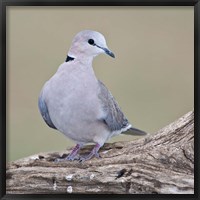 Framed Tanzania. Ring-Necked Dove, Ndutu, Ngorongoro