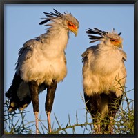 Framed Tanzania. Secretary Birds, Ndutu, Ngorongoro