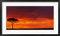 Framed Umbrella Thorn Acacia against a Red Sky, Kenya