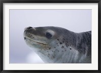 Framed Visitors Get Close-up View of Leopard Seal on Iceberg in Cierva Cove, Antarctic Peninsula