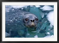 Framed Weddell seal in the water, Western Antarctic Peninsula