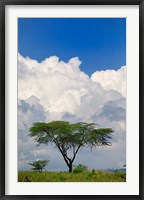 Framed Umbrella Thorn Acacia, Lake Nakuru National Park, Kenya
