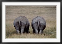 Framed White Rhinos in Lake Nakuru National Park, Kenya