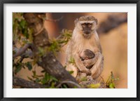 Framed Vervet monkey and infant, Okavango Delta, Botswana