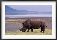 Framed White Rhinoceros, Lake Nakuru National Park, Kenya