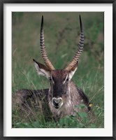 Framed Waterbuck, Kenya