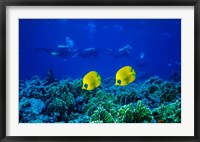 Framed Yellow Butterflyfish with Scuba Divers, Red Sea, Egypt