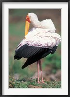 Framed Yellow-Billed Stork Grooming, Masai Mara Game Reserve, Kenya