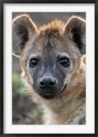 Framed Young Spotted Hyena, Tanzania