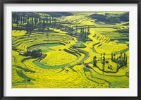 Framed Yellow Rape Flowers Cover Qianqiou Terraces, China