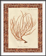 Gorgonia Miniacea Marble Framed Print