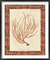 Framed 'Gorgonia Miniacea Marble' border=