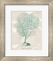 Framed 'Gorgonia Granulata on Linen Sea Foam' border=