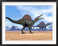 Framed Three Spinosaurus dinosaurs walking in the desert