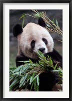 Framed Asia, China Chongqing. Giant Panda bear, Chongqing Zoo.