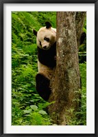 Framed Giant panda bear Climbing a Tree