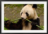 Framed Giant Panda Eating Bamboo