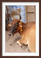 Framed Cow withFflowers, Varanasi, India