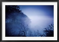 Framed Silhouettes of trees and branches in a dark, misty forest, Denmark