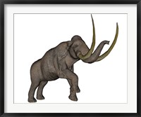 Framed Large mammoth, white background