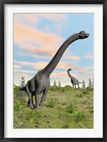 Framed Two brachiosaurus dinosaurs in a prehistoric environment