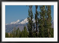 Framed India, Ladakh, Leh, Trees in front of snow-capped mountains