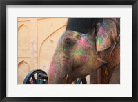 Framed Decorated elephant at the Amber Fort, Jaipur, Rajasthan, India.