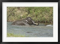 Framed Elephant taking bath, Corbett NP, Uttaranchal, India