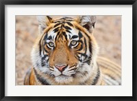 Framed Royal Bengal Tiger Head, Ranthambhor National Park, India