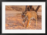 Framed Royal Bengal Tiger, India