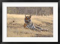 Framed Royal Bengal Tiger resting, India