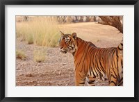 Framed Royal Bengal Tiger, Ranthambhor National Park, India